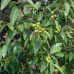 Alteya Organics - Økologisk Sandelwood olie 